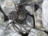 Xysticus sp.
